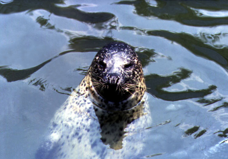 Okhotsk Harbor Seal (Phoca vitulina largha).jpg