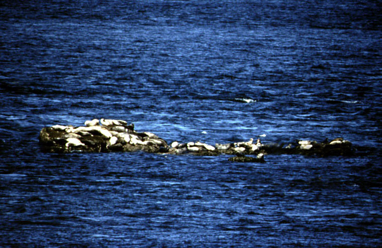 Okhotsk Harbor Seals (Phoca vitulina largha).jpg