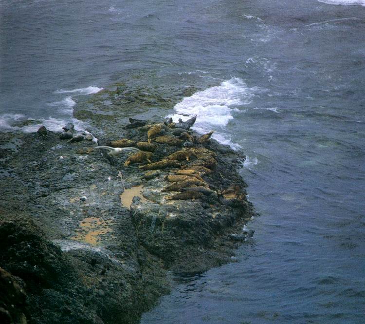 Okhotsk Harbor Seals (Phoca vitulina largha).jpg