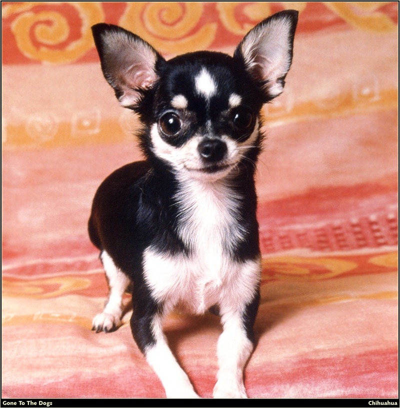 GTTD Ch Chihuahua 13.jpg
