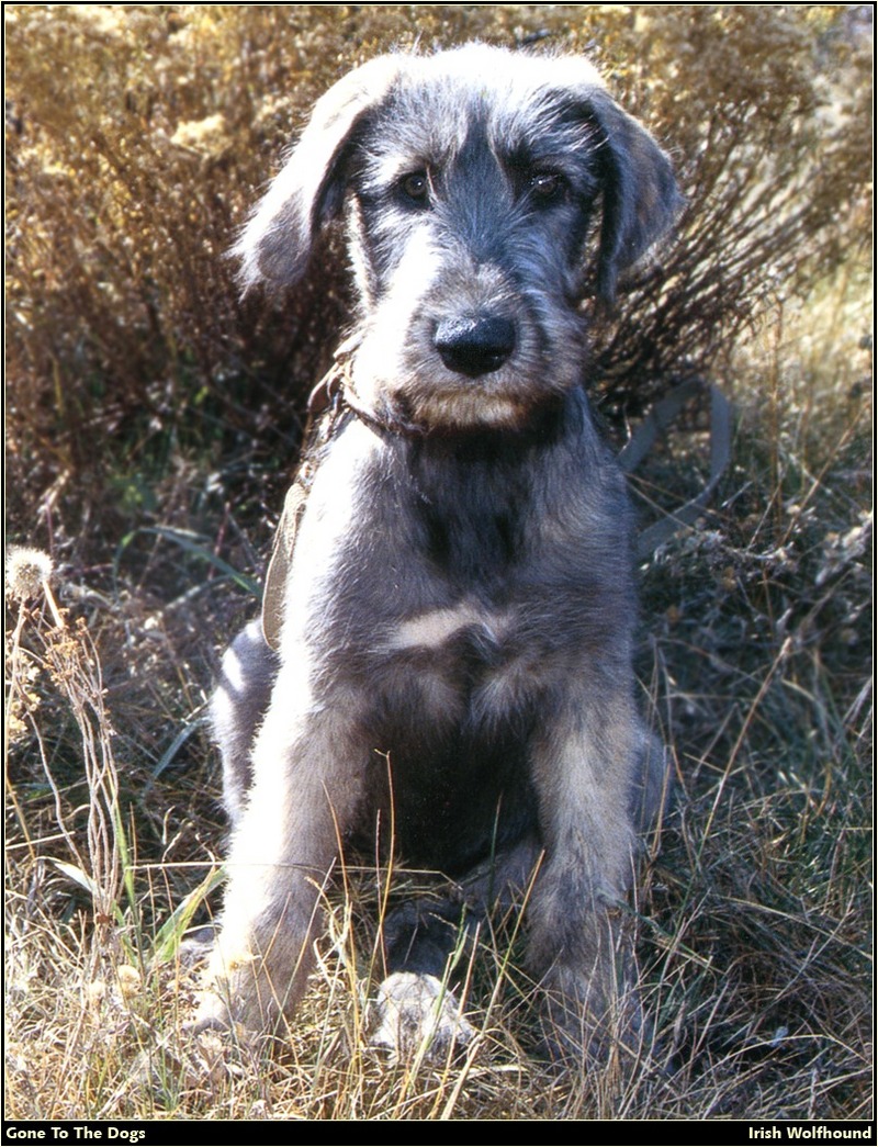 GTTD P Irish Wolfhound 01.jpg