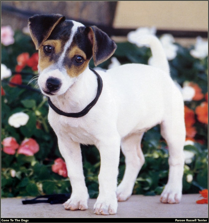 GTTD P Parson Russell Terrier 02.jpg
