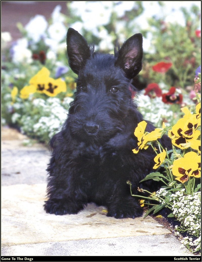 GTTD P Scottish Terrier 01.jpg