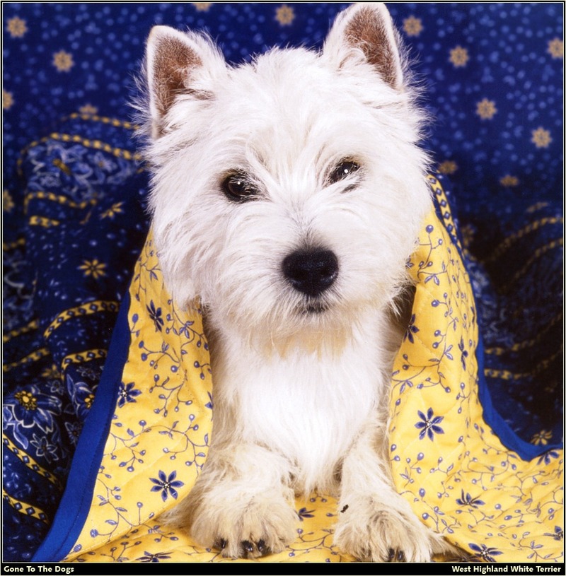 GTTD P West Highland White Terrier 01.jpg
