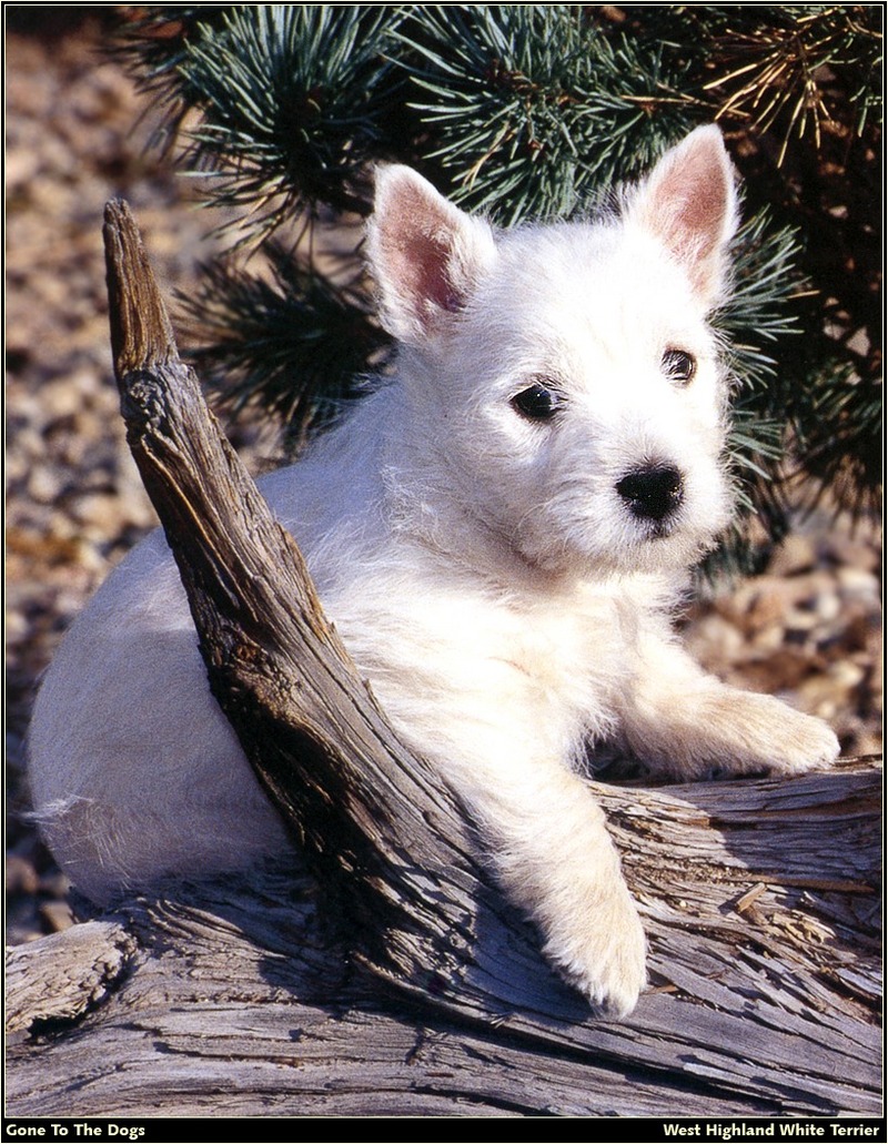 GTTD P West Highland White Terrier 02.jpg