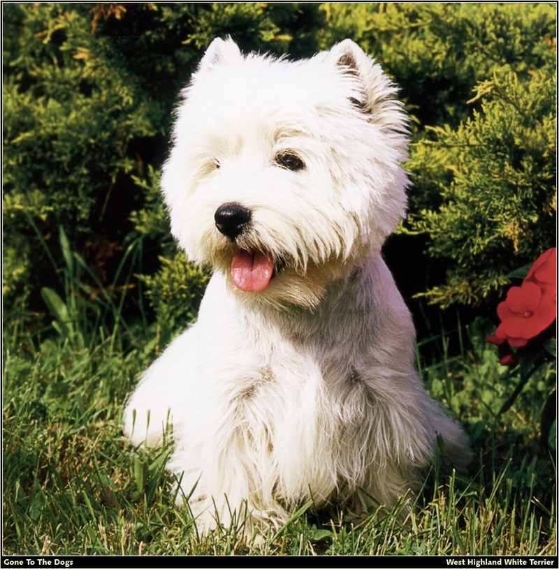 GTTD WHWT West Highland White Terrier 01.jpg