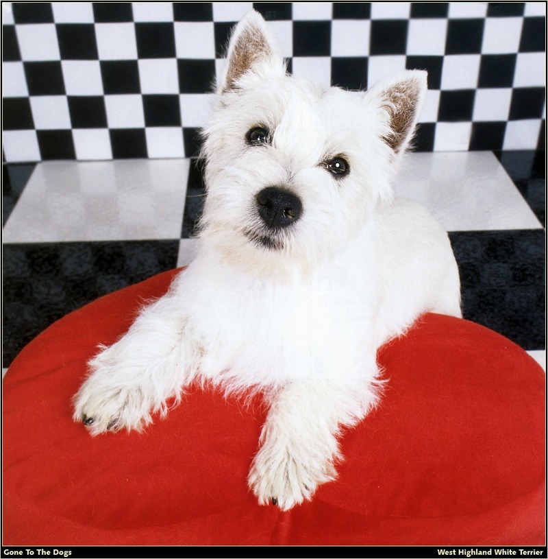 GTTD WHWT West Highland White Terrier 03.jpg