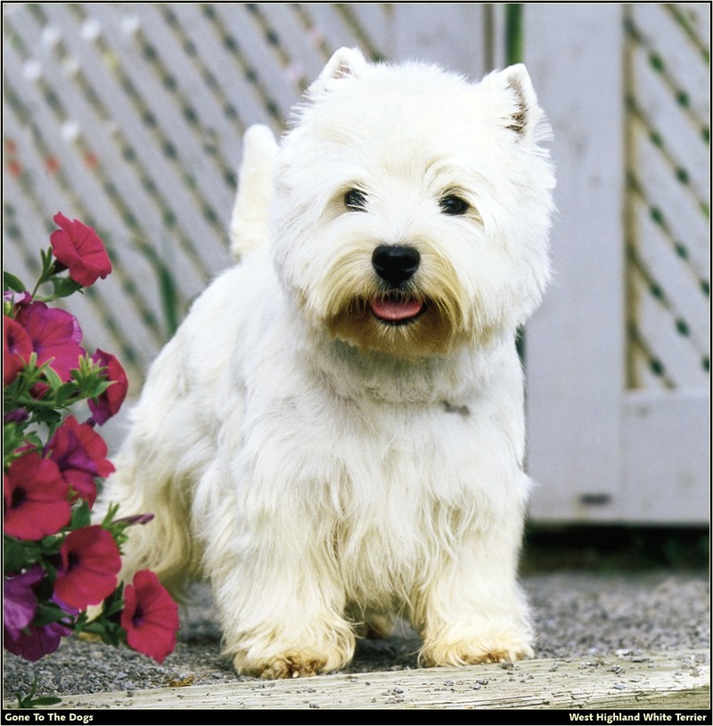 GTTD WHWT West Highland White Terrier 06.jpg
