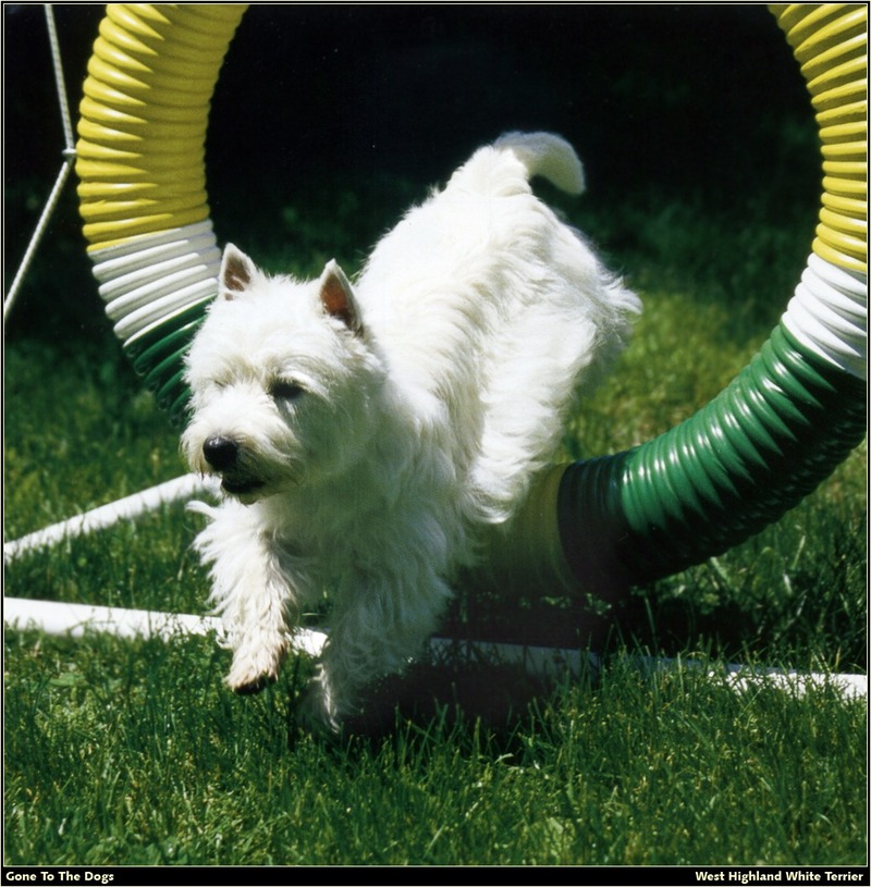 GTTD WHWT West Highland White Terrier 07.jpg