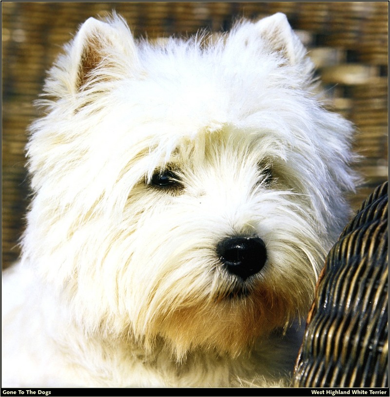 GTTD WHWT West Highland White Terrier 08.jpg