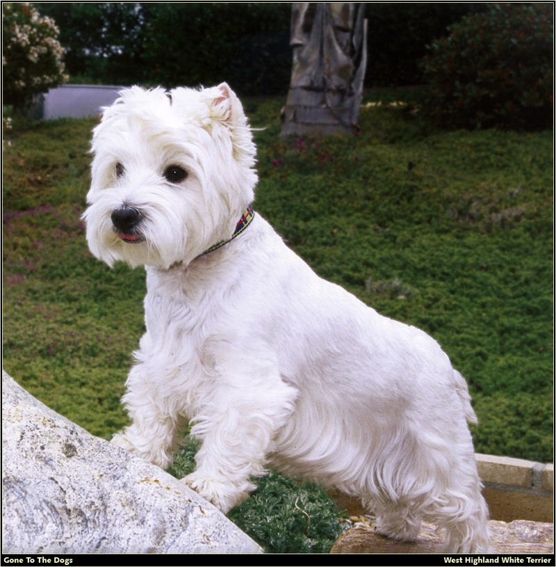 GTTD WHWT West Highland White Terrier 10.jpg