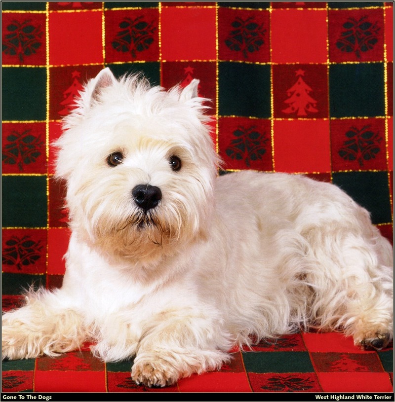 GTTD WHWT West Highland White Terrier 13.jpg