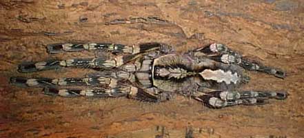 SriLankan Ornamental Tarantula.jpg
