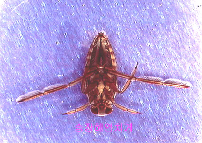 Notonecta triguttata.jpg