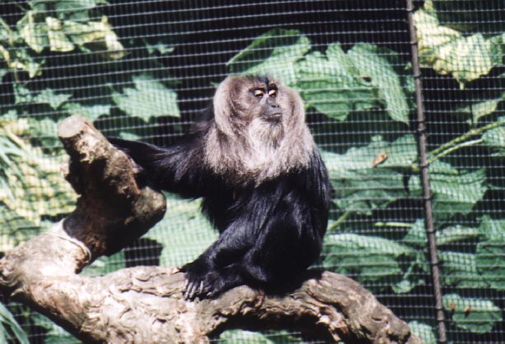 monkey2 Lion-tailed macaque-on log.jpg