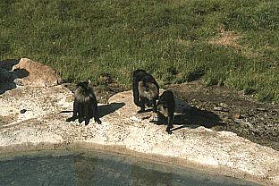 SDZ 0113-3Lion-tailed Macaques-By Water.jpg