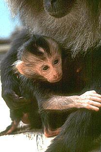 SDZ 0117-Lion-tailed Macaques-Mom and Baby.jpg