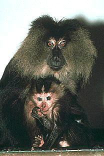 SDZ 0119-Lion-tailed Macaques-Mom and Baby.jpg