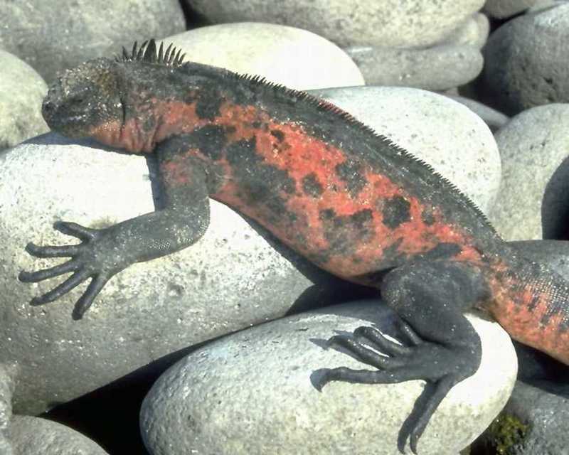 animalwild079-Galapagos Marine Iguana-On large pebbles.jpg