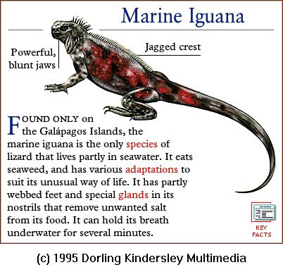 DKMMNature-Reptile-Marine Iguana.gif