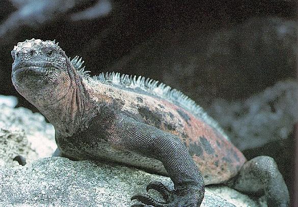 iguana1-Marine Iguana-on rock.jpg