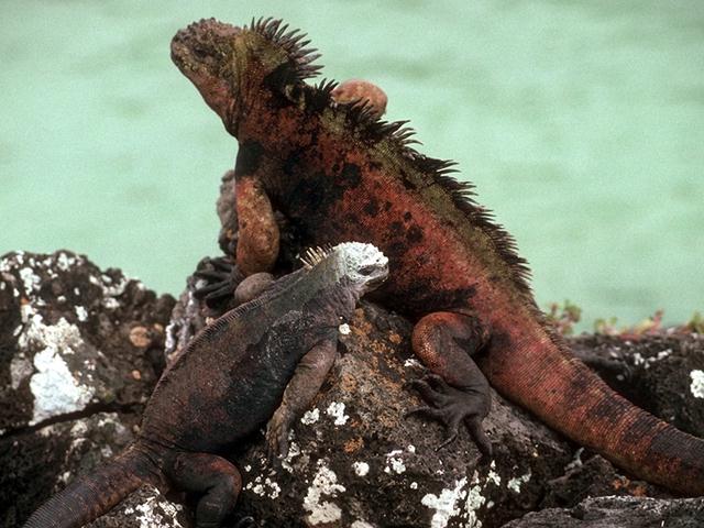 Galapagos Sea Iguana B05i0085.jpg