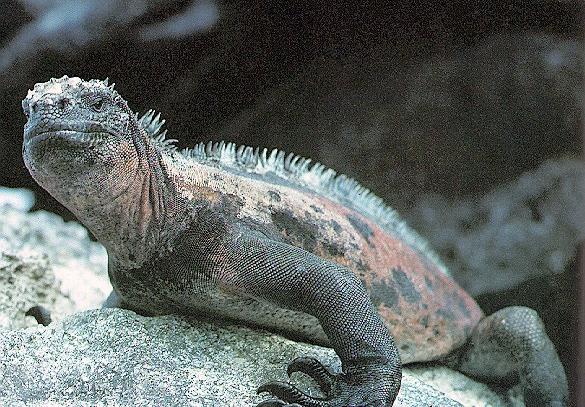 iguanas 04.jpg