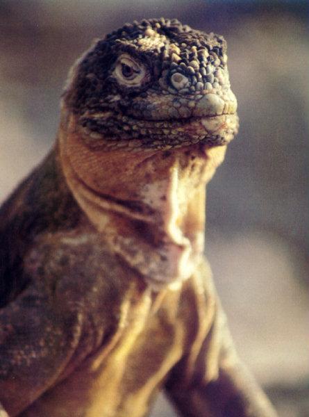 lj Galapagos Marine Iguana.jpg