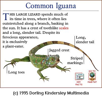 DKMMNature-Reptile-Common Iguana.gif