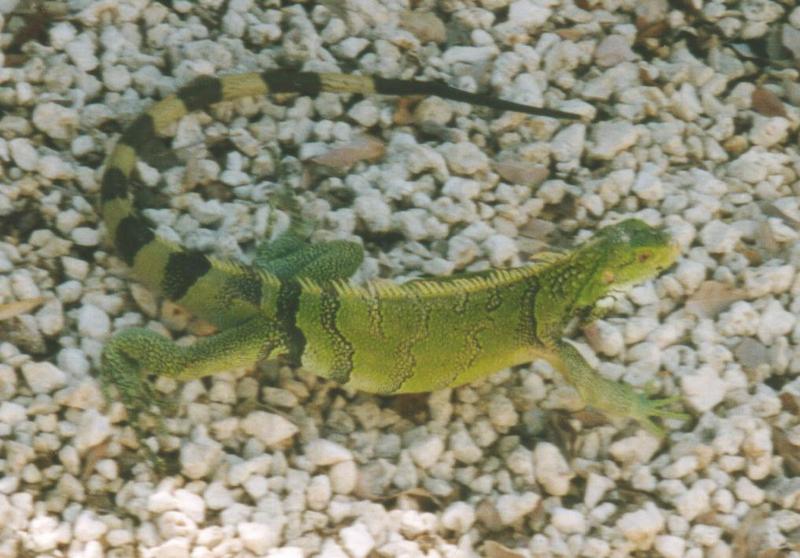 Groene leguaan Aruba foto3 HV-Green Iguana.jpg