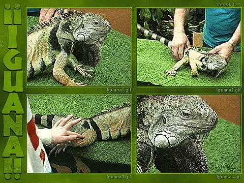 iguanas 06.jpg