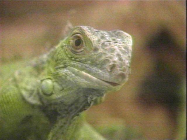 Lizard 0100-Green Iguana-face closeup.jpg
