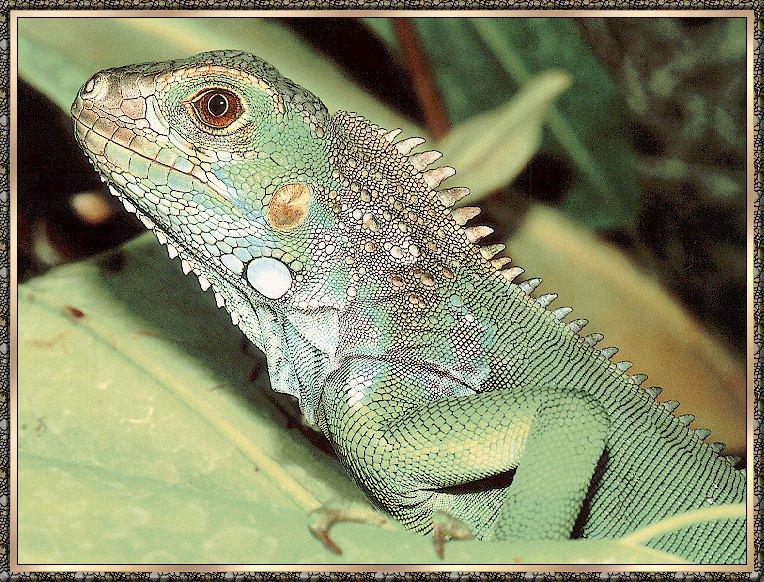 Lizard bb006-Green Iguana-closeup on leaf.jpg