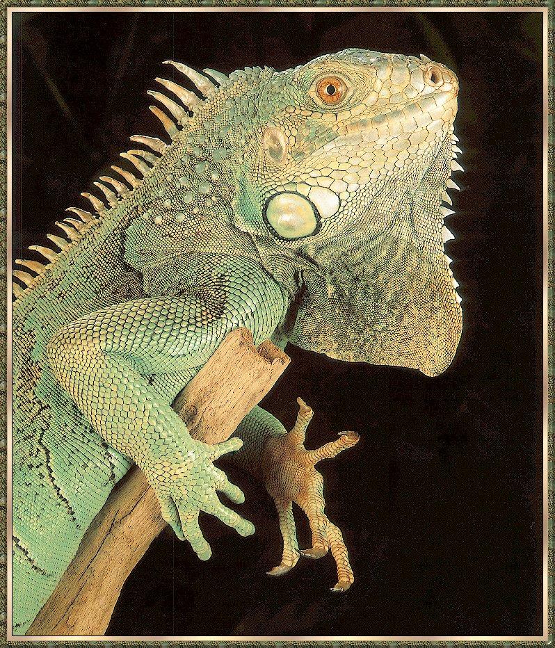 Lizard bb007-Green Iguana  Big on log.jpg