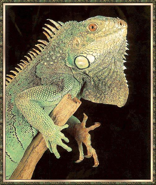 Lizard bb007-Green Iguana small on log.jpg