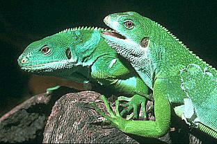 SDZ 0142-Green Iguanas.jpg