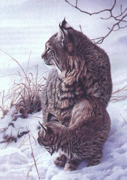Bob Henley 1-Candian Lynxes-sitting on snow-painting.jpg