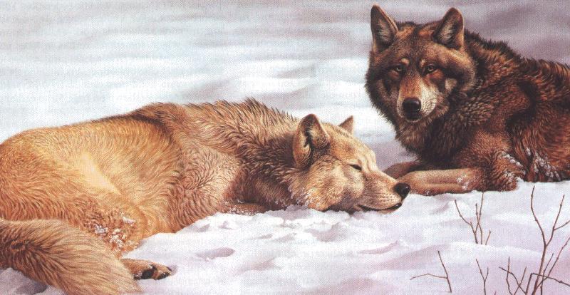 Bob Henley 2-Gray Wolf-pair sitting on snow-painting.jpg