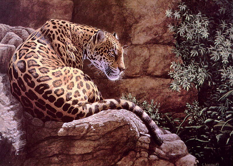 Wswart55-Jaguar-resting on rock.jpg