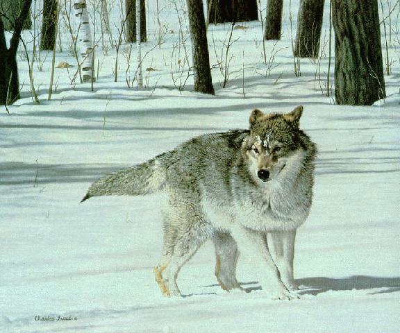 Wswart68-Gray Wolf on snow-On Watch-by-Charles Frace.jpg