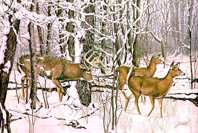 Wswart52-Whitetail Deers in snow forest-The Mating Season-by-Jack Paluh.jpg