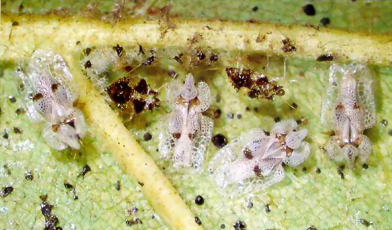Sycamore Lace Bug (Corythucha ciliata).jpg