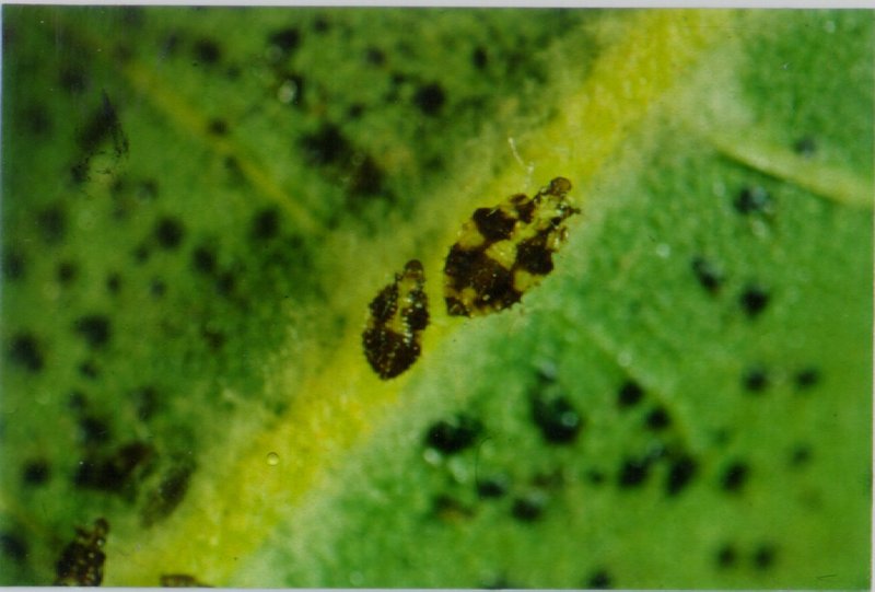 Sycamore Lace Bug (Corythucha ciliata), instar.jpg
