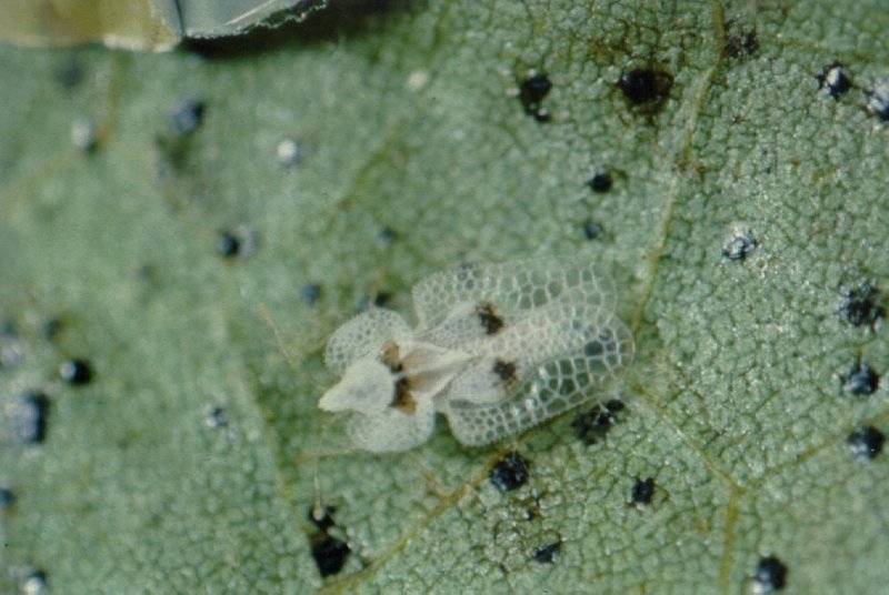Sycamore Lace Bug (Corythucha ciliata), adult.jpg