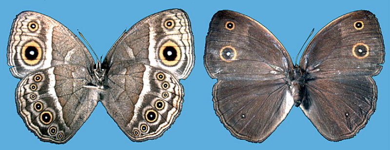 Squinting Bush Brown Butterfly (Bicyclus anynana), Africa.jpg