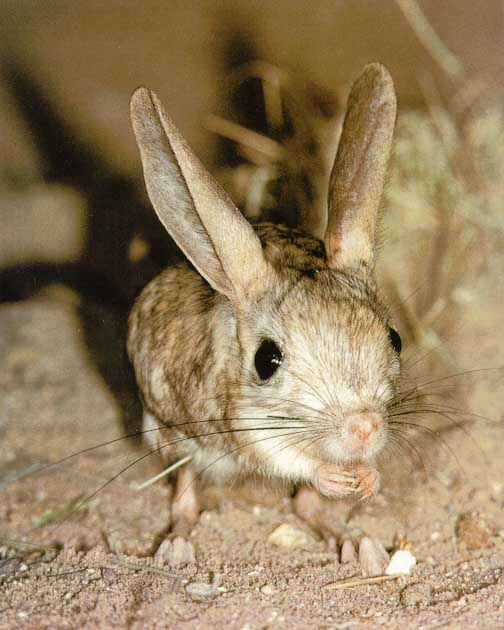 Awhat15-Jerboa-Jumping Mouse.jpg