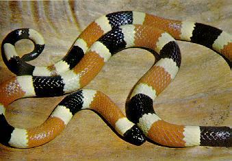 Western Coral Snake-closeup.jpg