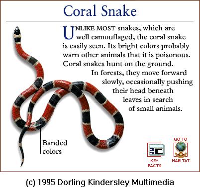 DKMMNature-Reptile-CoralSnake.gif