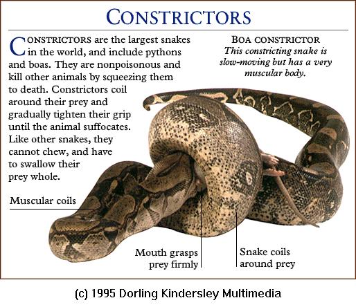 DKMMNature-Reptile-Boa Constrictor-Squeezing Prey.gif