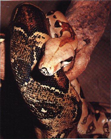 Snake-Boa Constrictor.jpg